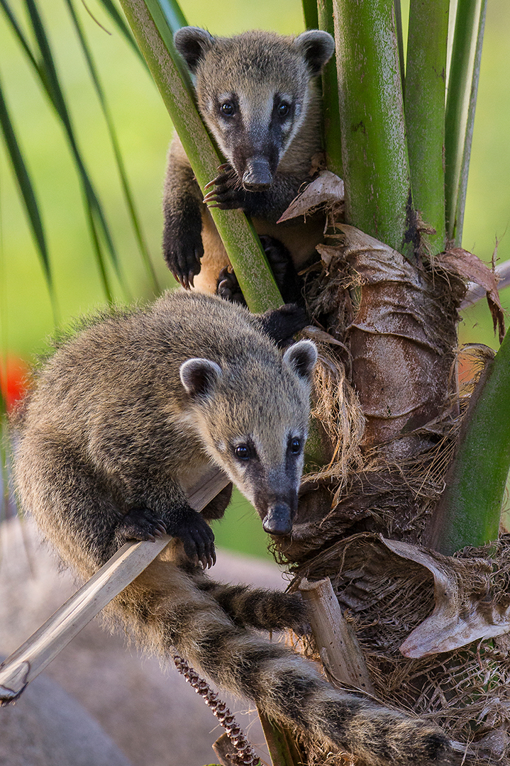 Pet Coatimundi
